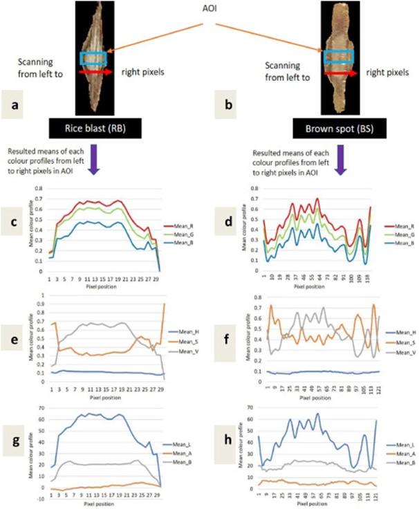 Figure 8. Graphical interpretation of the spatial pixel colour distribution pattern in RB and BS lesions from normalized images; a) normalized RGB image of rice blast lesion, b) normalized RGB image of brown spot lesion, c-h) plots indicating the spatial pixel distribution of mean colour profiles, c & d) mean R, G, B, e and f) mean H, S, V, and g and h) mean L, a, b.
