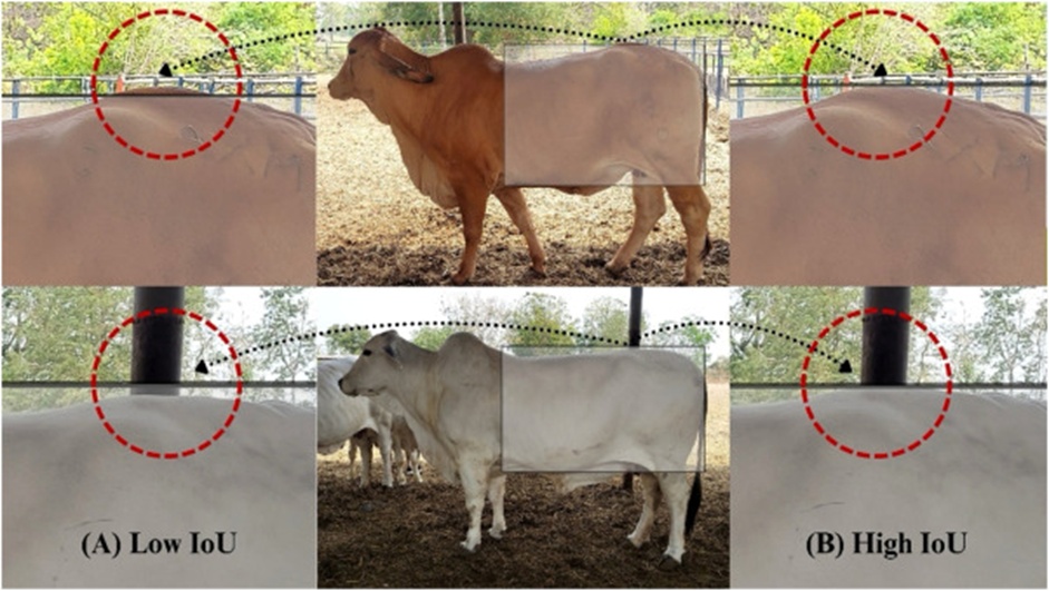 Figure 4. Examples of predicted bounding boxes with HD and BL detection errors on Brahman cow images with the YOLOv11 trained model at different sizes, with (A) low IoU values and (B) high IoU values.