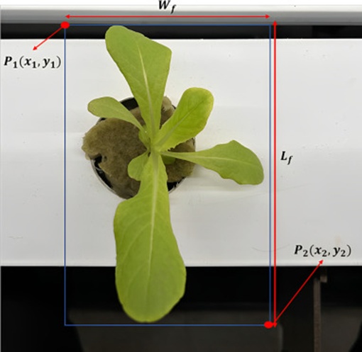 Figure 6. Dimensional characteristics of foliage.