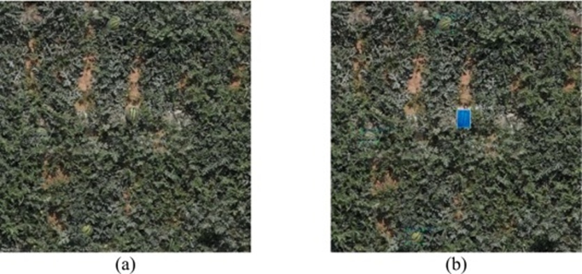 Figure 3. Examples of annotated watermelons: (a) The original image, and (b) The annotated image. The blue box represents the bounding box of the watermelon target, fully enclosing it and closely adhering to its edges (For interpretation of the references to colour in this figure legend, the reader is referred to the web version of this article).