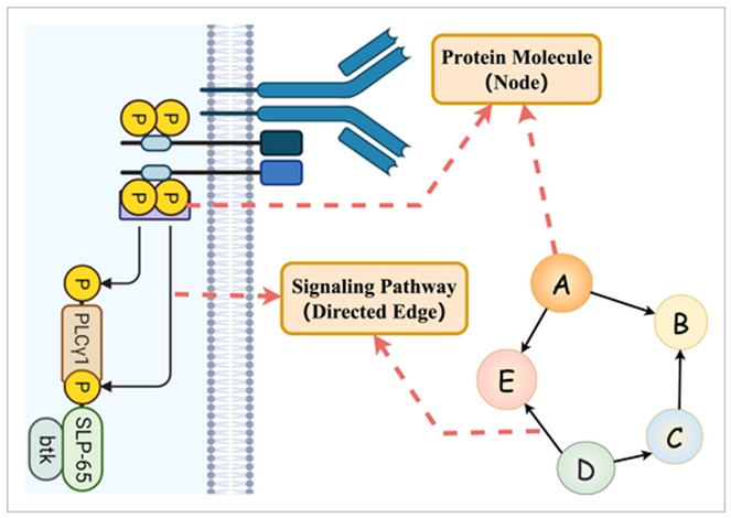 Figure 1. The structure of the causal protein signalling network.