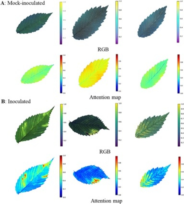 Figure 4. RGB and attention maps of representative leaves from elm trees mock-inoculated and inoculated with O. novo-ulmi, the causal agent of Dutch elm disease (DED). RGB images were derived from multispectral leaf images at 15 weeks post-inoculation. Attention maps representing the spatial feature patterns of the ResNet18 CNN model for DED detection were generated using Gradient-weighted Class Activation Mapping. The highlighted regions in each attention map were the most important parts of the image for predicting DED infection.
