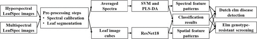 Figure 2. The flow chart of hyper- and multispectral LeafSpec image analysis for Dutch elm disease detection and resistant screening.