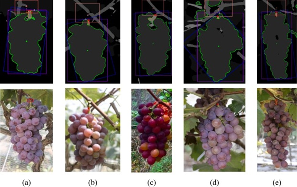 Figure 7. Picking point localization results for low and short peduncles using RTAS.