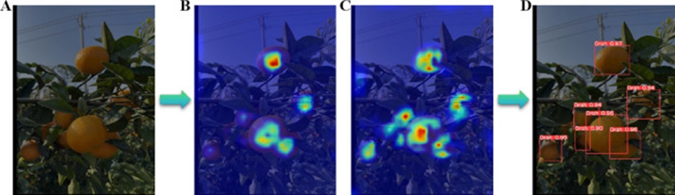 Figure 13. Comparison of medium-scale feature layer heatmaps in the neck before and after adding BiFPN: (A) Input image, (B) The heatmap resulting from adding BiFPN, (C) The heatmap resulting from adding BiFPN, and (D) Output image.