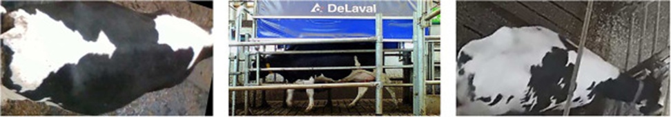 Figure 2. Visual overview of the content of each dataset. From left to right: Cows2021 [17], HolsteinCattleRecognition [53], CowFisheye (private).