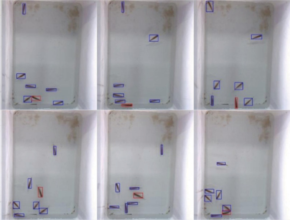 Figure 9. Detection of target sick fish infected with GCRV using the CNN model. Red anchor boxes indicate identified sick fish. Blue anchor boxes indicate an identified healthy Chinese rare minnow.