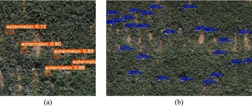 Figure 10. The detection results of sub-images and the panoramic image. The detection results were obtained by drawing bounding boxes on the image using the XML files. Each target watermelon is enclosed in a bounding box, and the text above shows the recognized category and its confidence score.