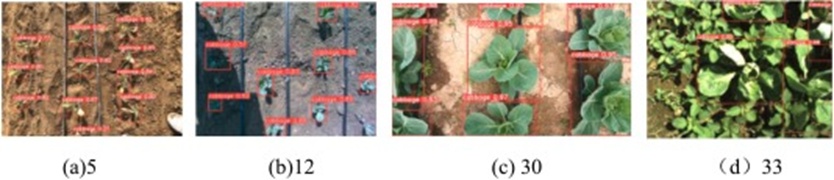 Figure 10. Recognition of different growth periods.