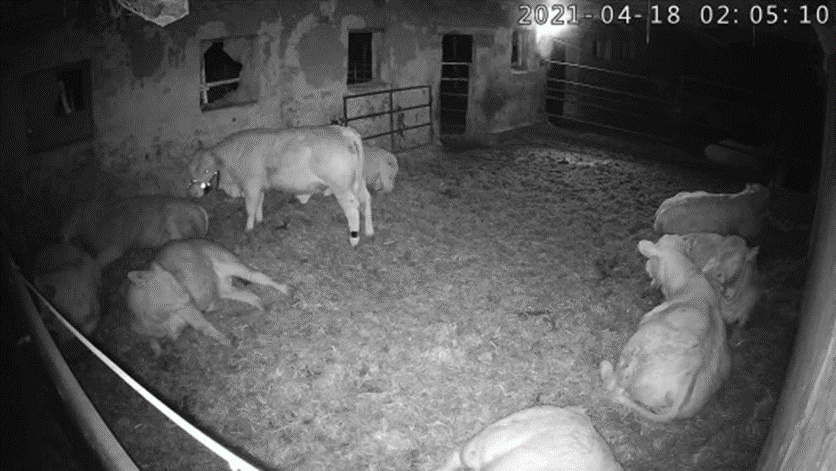 Figure 4. Snapshot from the video used for annotation (camera 4). The subject animal can be easily and accurately identified even during the night due to the reflective halter.