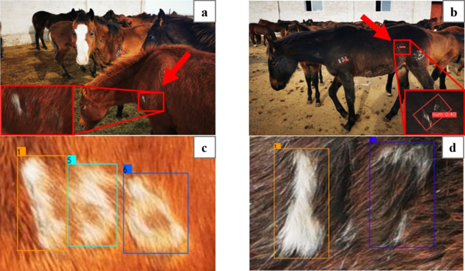 Figure 10. Problems of false-detection and miss-detection: (a) brand false-detection, (b) brand miss-detection, (c) number character false-detection, and (d) number character miss-detection.