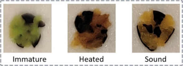 Figure 2. The color of the cotyledon of immature, heated and sound canola kernels is green, dark brown, and light brown, respectively. Seeds with green and dark brown cotyledons are considered damaged.