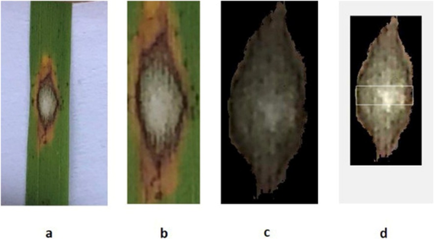 Figure 6. Pictorial representation of the steps conducted in RGB image analysis: (a) original image of the lesion with a white background, (b) image after cropping to the targeted lesion of interest, (c) masked image after thresholding for lesion pixels (surrounding black pixels are excluded by masking), and (d) rectangular shaped pointer drawn over the lesion across the centre to lateral edges by the user for feature extraction.