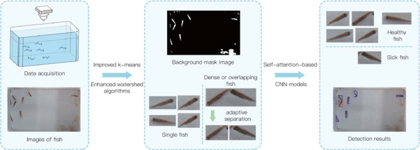 Figure 1. General procedure of the data collection and detection of fish with GCHD symptoms.