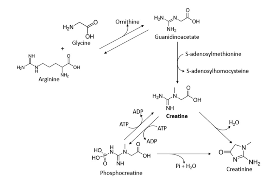 Figure 1. Pathway of creatine synthesis based on Kreider et al. [3]