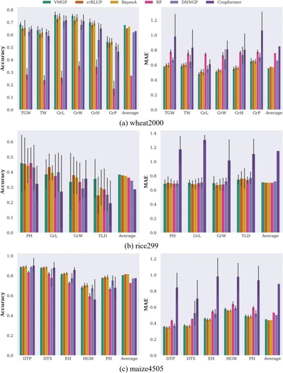 Figure 2. Multi-phenotype prediction accuracy and prediction error of methods built using four different models on three datasets: (a) wheat2000 dataset, (b) Rice299 dataset, and (c) maize4505 dataset. Abbreviations: VMGP = variational auto-encoder-based multi-task genomic prediction; rrBLUP = ridge regression-best linear unbiased prediction; RF = random forest; DNNGP = deep neural network for genomic prediction; TGW = thousand grain weight; TW = test weight; GrW = grain width; GrL= grain length; GrH = grain hardness; GrP = grain protein; PH = plant height; YLD = yield; DTP = days to pollen; DTS = days to silking; EH = ear height; and HGW = hundred grain weight.