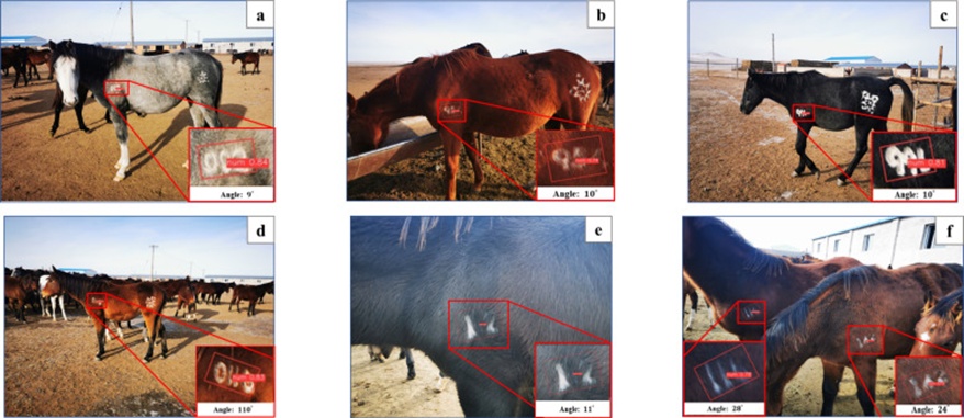 Figure 8. Effects under different conditions: (a) white hair, (b) brown hair, (c) black hair, (d) far distance, (e) short distance, and (f) multiple brands (For interpretation of the references to colour in this figure legend, the reader is referred to the web version of this article).