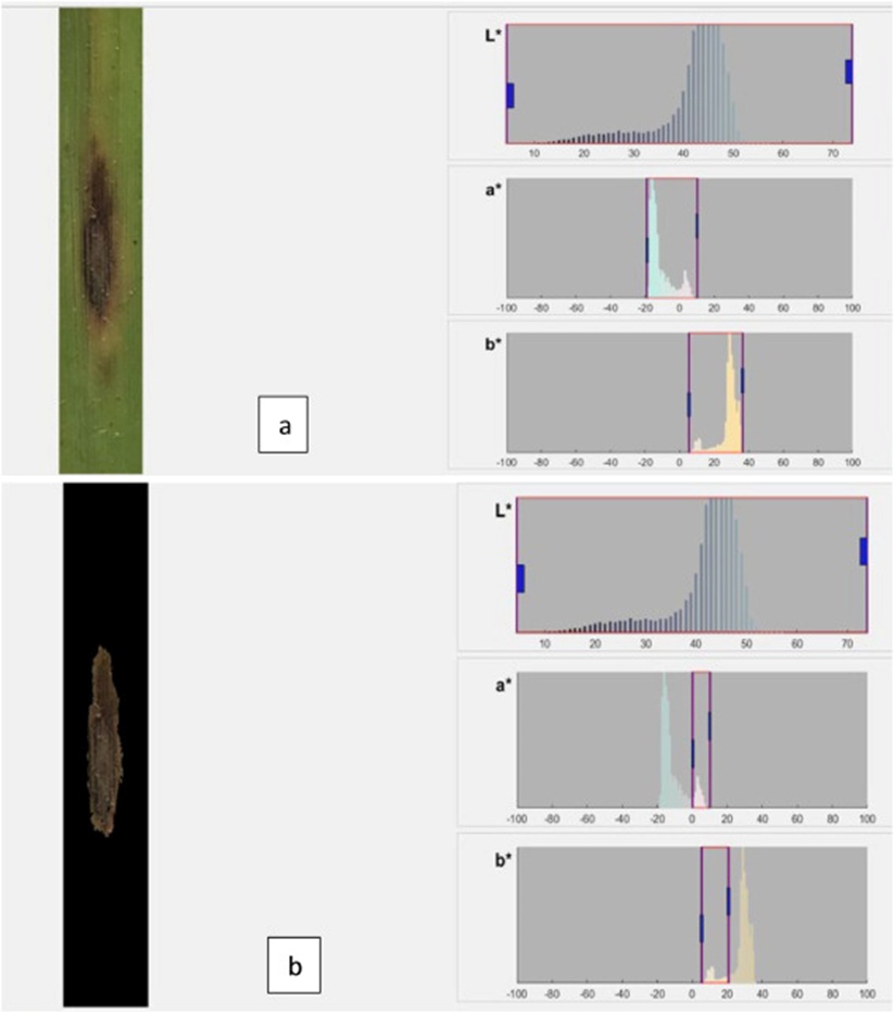 Figure 7. Performing colour thresholding to segment lesion area from green leaf tissue pixels: a) original RGB lesion image and corresponding Lab histogram limits and b) threshold RGB lesion image after excluding green leaf tissue pixels (black) and resulting Lab histogram limits, where the lesion pixels corresponded to the small peak in the a and b histograms.