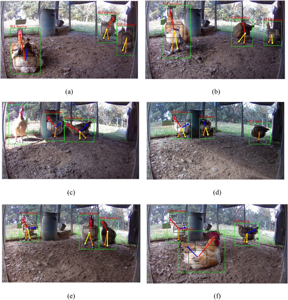 Figure 11. Recognition of chicken behaviors: (a) 09:00-10:00; (b) 10:00-11:00; (c) 11:00-12:00; (d) 12:00-13:00; (e) 13:00-14:00; (f) 14:00-15:00.