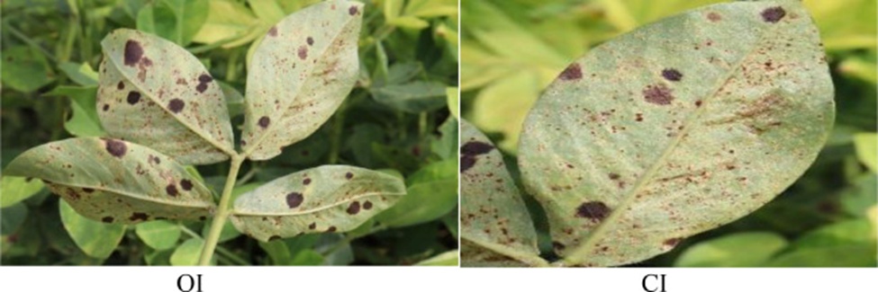 Figure 8. Example of a cropped image. Abbreviations: OI = Original image, CI = Cropped image.