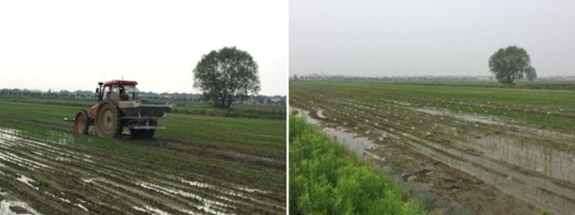 Figure 6. Field operation test of multi-pass overlapping fertilizer.