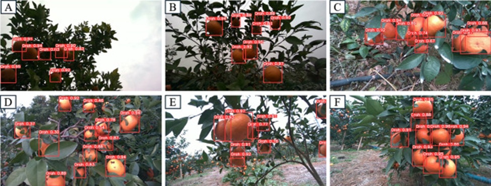 Figure 22. Detection results of Orah fruit images in complex scenarios captured by the depth camera: A) Results of cloudy and back light conditions, B) Results of back light and branch-leaf occlusion conditions, C) Results of fruit overlapping, D) Results of branch-leaf occlusions, E) Results of back light and fruit overlapping conditions, and F) Results of overlapping and branch-leaf occlusion conditions.