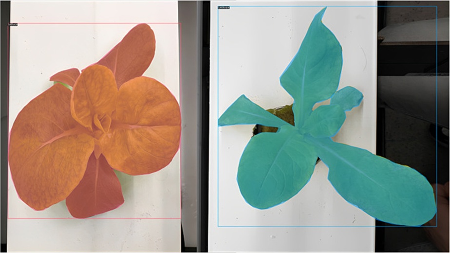 Figure 4. Bounding boxes and masks after data annotation.