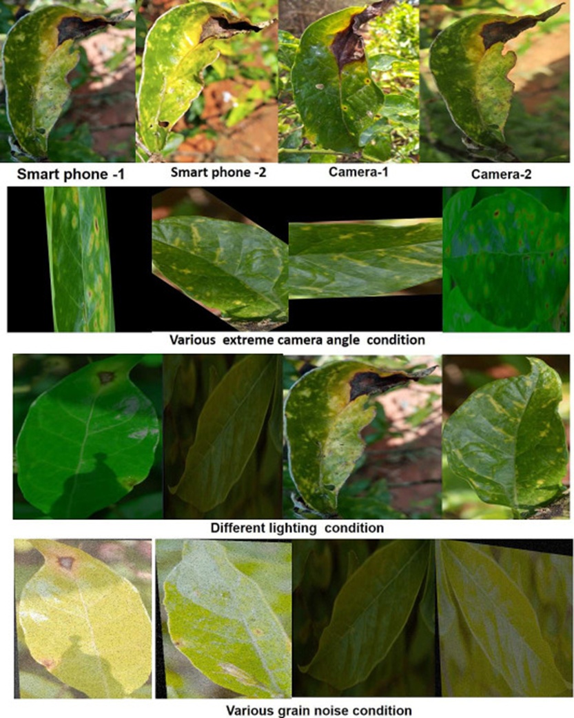 Figure 5. Jasmine leaf test dataset comprising images captured using various smartphones, cameras, lighting, and grain noise conditions.