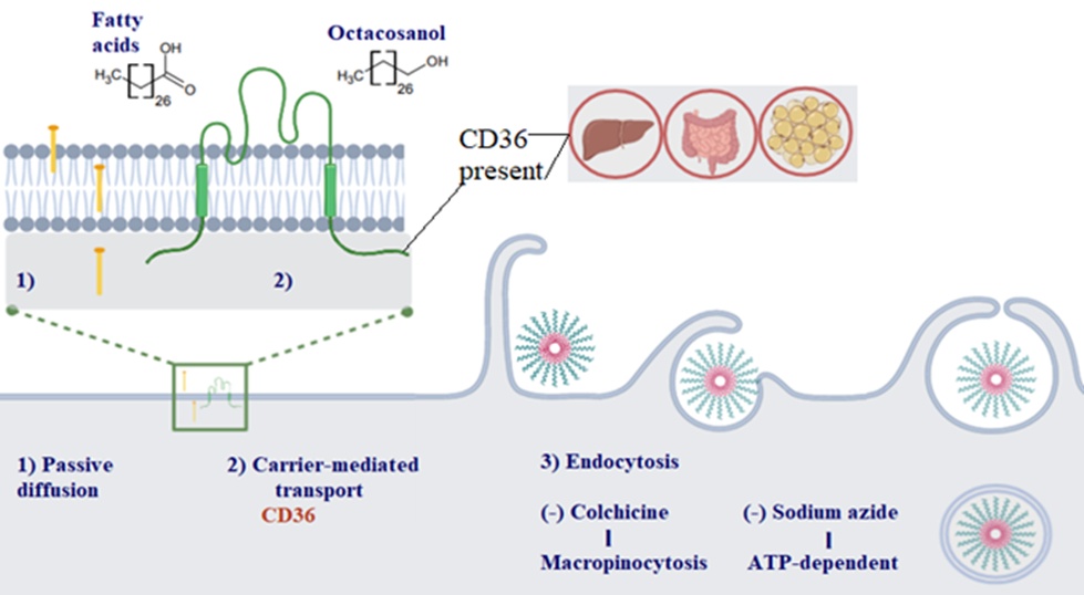 Figure 1. Schematic illustration of the mechanisms by which POL enters the cell: 1) POL may be internalized through passive diffusion, akin to fatty acids, owing to its comparable structure, low molecular weight, and lipophilic nature; 2) POL might also utilize fatty acids carrier-mediated transport via CD36, a transporter found in hepatocytes, enterocytes, and adipocytes; and 3) The cellular uptake of PEGylated TRIA occurs through ATP-dependent macropinocytosis.