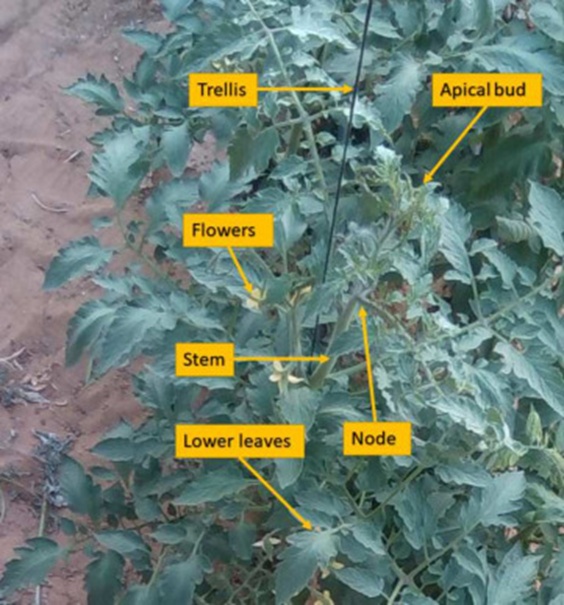 Figure 1. The various parts of the tomato plants in our dataset, grown in a greenhouse using trellising. TYLCV symptoms appear on the upper leaves, especially the apical leaves.