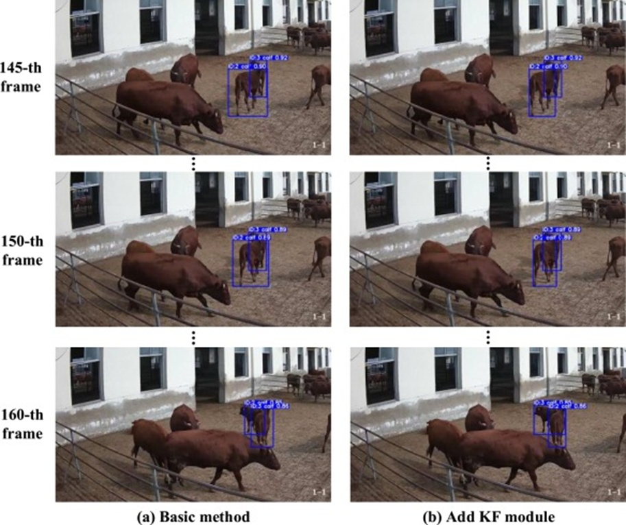 Figure 11. Qualitative tracking results of the basic tracking method and the added Improved KF module in video 7 of our calf tracking dataset.
