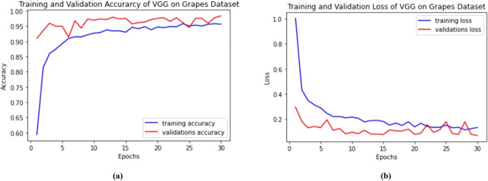 Figure 9. Training and validation: (a) Accuracy and (b) loss of VGG16 grapes.