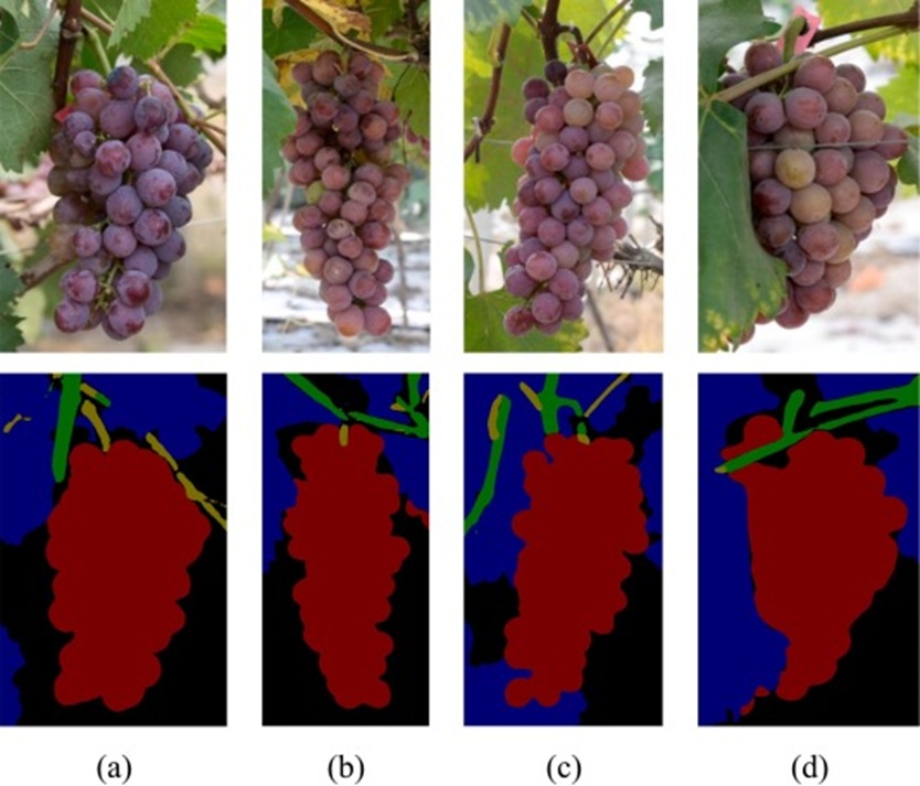 Figure 3. RGB images and corresponding prediction results of the CGPSD Dataset: (a) Common scenario (CS), (b) Short and low grape peduncle scenarios (SLGPS), (c) Grape peduncle occlusion and misidentification scenario (GPOMS), and (d) Severe misidentification of grape peduncles (SMGP).