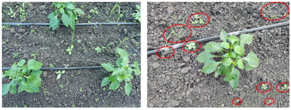 Figure 1. Weed presence observed in polyhouse-grown bell pepper.
