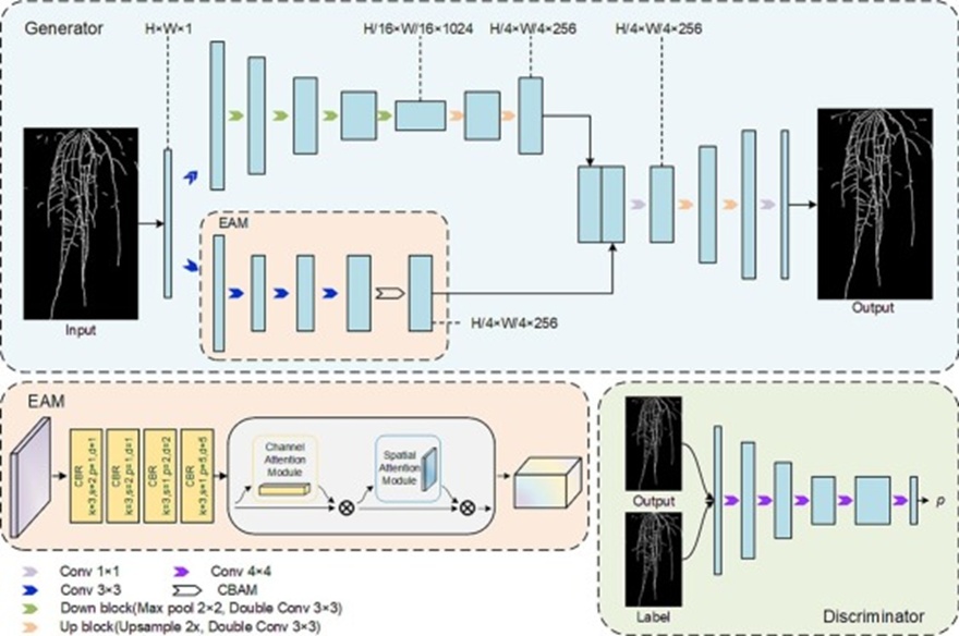 Figure 3. Structure of the root inpainting network. The generator employs a reworked U-Net design in which conventional skip connections are dropped, and an Edge Attention Module (EAM) is introduced to transfer shallow-level, fine-grained signals into deeper semantic representations. The EAM integrates a four-tier convolutional block with a Convolutional Block Attention Module (CBAM). The discriminator follows the standard patch GAN architecture.