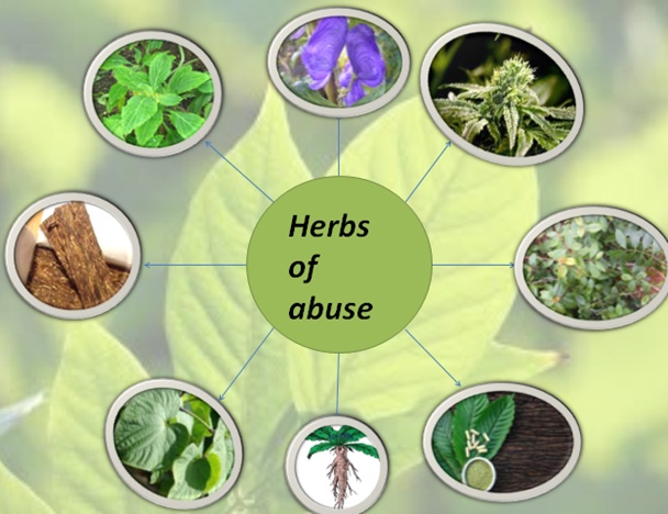 Figure 1. Plants known for drug abuse.