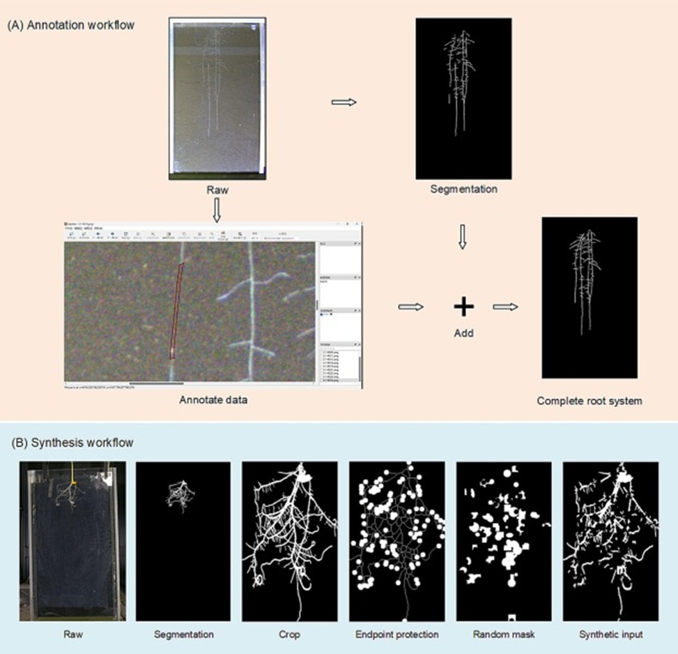 Figure 2. Dataset construction workflow. (A) Annotation procedure for the 1206 cotton root images and (B) Synthesis procedure for the 7716 rice root images.