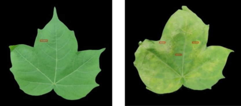 Figure 1. The sampling locations of healthy and infected cotton leaf tissues.