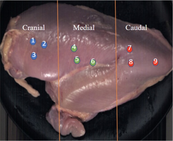 Figure 4. Raw breast fillet hardness analysis in three spatial regions (cranial, medial, and caudal). In 3 regions, 3 random points are measured to represent the compression force in each region.