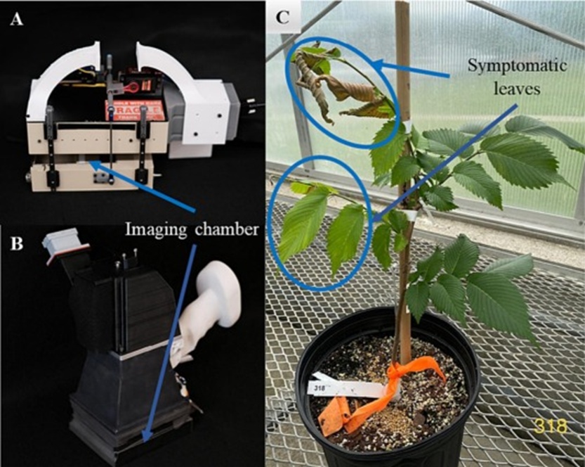 Figure 1. Handheld LeafSpec: (A) the hyperspectral leaf imager; and (B) the multispectral leaf imager. (C) A potted elm tree showing foliar symptoms of Dutch elm disease (DED) ∼4 weeks post-inoculation with Ophiostoma novo-ulmi, the causal agent of DED.