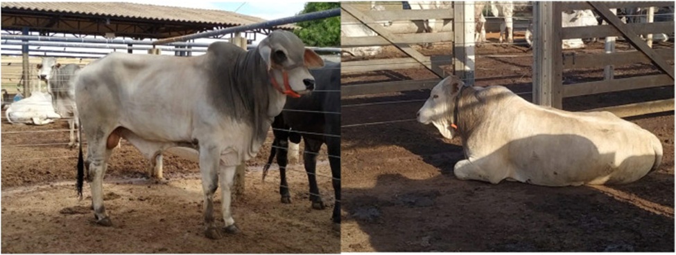 Figure 2. Accelerometer attachment positions: on a halter under the jaw (a - left figure) and on a collar positioned on the neck (b – right figure).