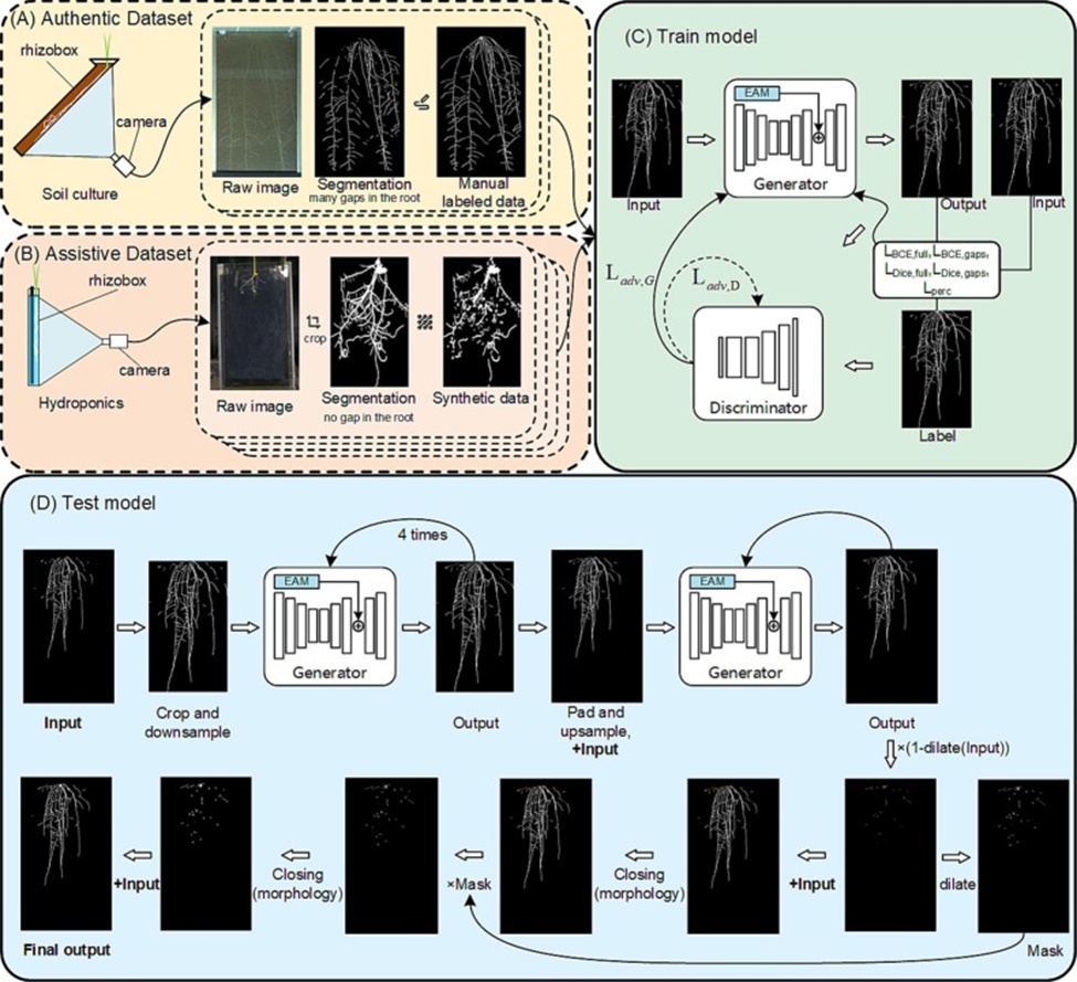 Figure 1. Schematic of the hybrid root inpainting dataset generation and the inpainting pipeline. (A) Soil-based rhizobox imaging acquired raw images featuring root occlusions. Root regions were delineated via segmentation, after which missing root structures were hand-labeled to produce the complete ground-truth references. (B) A hydroponic rhizobox system captured fully intact root images. Following segmentation-based root extraction, adaptive algorithms for random mask generation were deployed to emulate the appearance of naturally occurring root discontinuities. (C) The EU-GAN (Edge-UNet Generative Adversarial Network) model was trained using the hybrid root inpainting dataset assembled from steps (A) and (B). (D) To maximize predictive accuracy for missing root sections while preserving the topological consistency of visible root segments, a multi-scale prediction framework was implemented, involving coarse-grained prediction on downsampled inputs, fine-grained detail refinement, and postprocessing optimization.