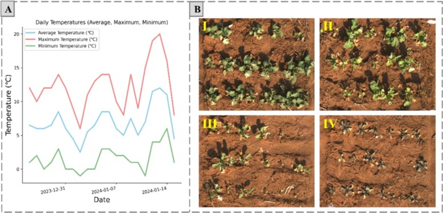 Figure 14. Weather conditions and Rapeseed at four levels of frost damage. I-IV corresponds to frost damage levels (1) to (4).
