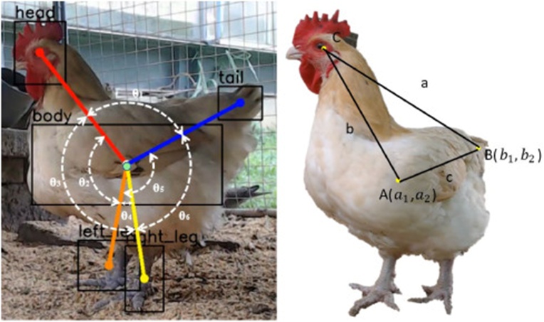 Figure 4. Skeletal structure of the chicken and its angle definitions. Skeletal model (left) and angle measurement (right side).