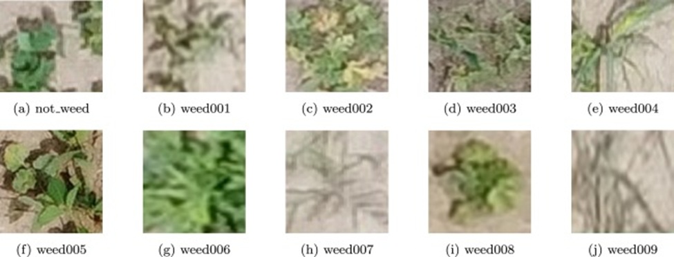 Figure 2. Randomly selected samples of soybean seedlings and nine kinds of weeds.