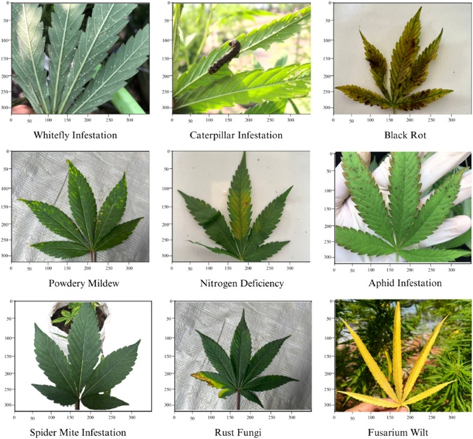 Figure 1. Representative images of various leaf manifestation diseases in cannabis for each class.