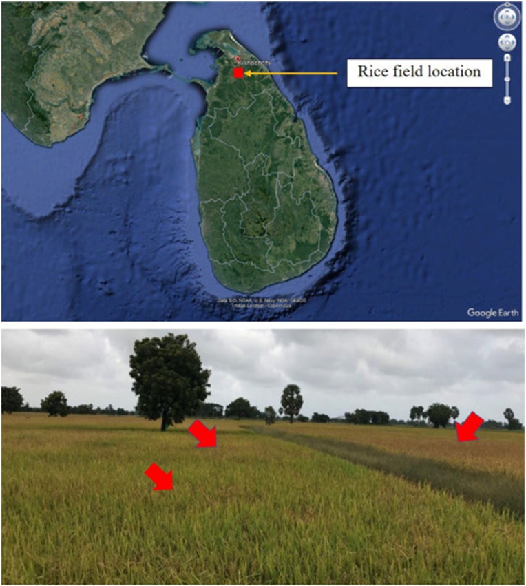 Figure 3. A rice field infected with RB and BS diseases, located in the Kilinochchi district of the Northern Province, Sri Lanka. The necrotic areas appear as brown patches.