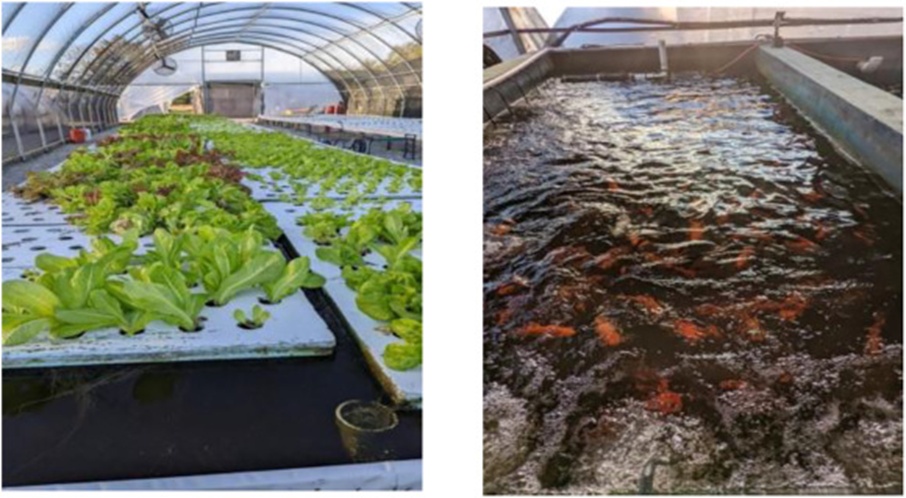 Figure 1. An aquaponic setup at Aquatics Green Farm, Bryan, TX, showing the tank with the lettuce plant bed (Left) and the Goldfish tank, which provided nutrients for the plants (Right) (For interpretation of the references to color in this figure legend, the reader is referred to the web version of this article).