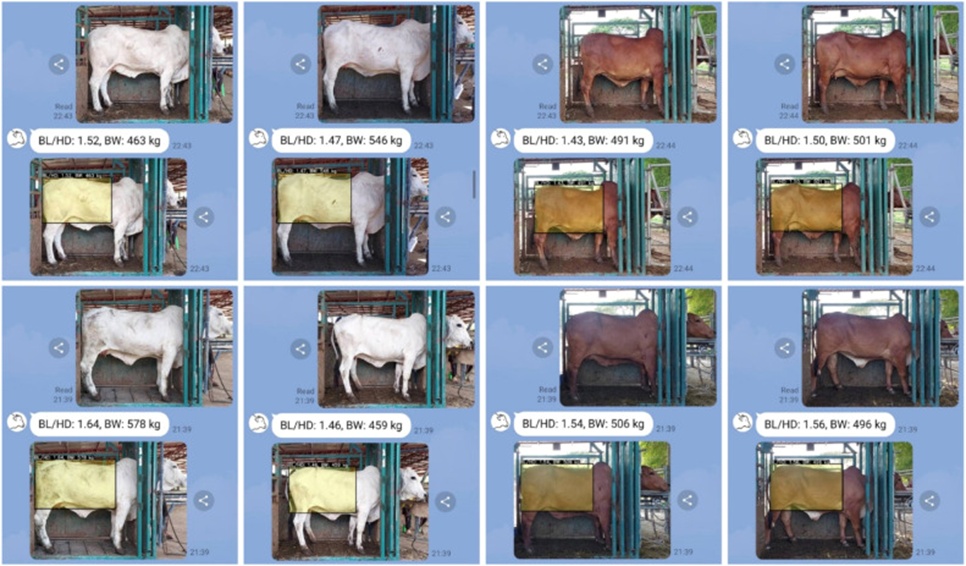 Figure 5. Example of the dialogue between the user and the LINE messaging chatbot app during computer vision service.