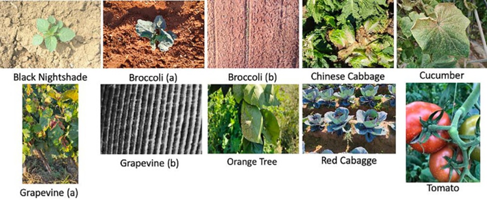 Figure 5. Specimen images accessible via the Eden Library Platform.